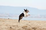 BOSTON TERRIER 400